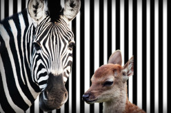 You Won’t Believe It! A Zebra And A Deer Become Best Friends.
