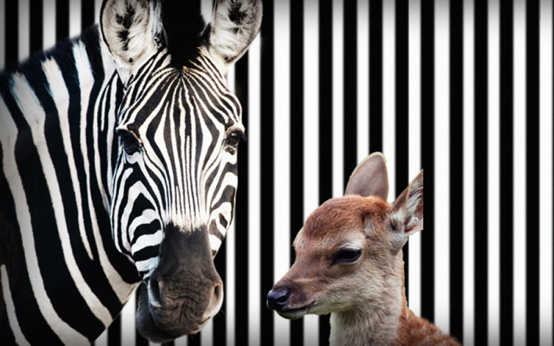 You Won’t Believe It! A Zebra And A Deer Become Best Friends.