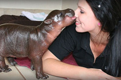 Harry The Pygmy Hippo Gets A New Mommy