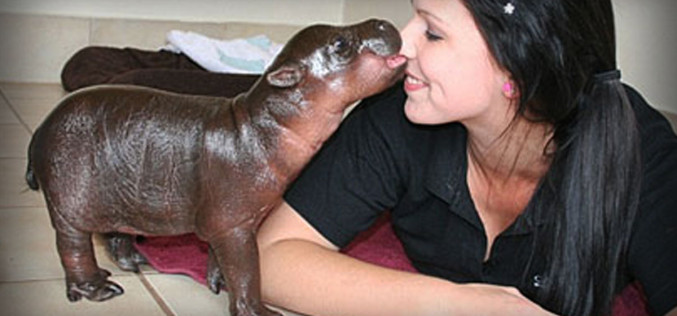 Harry The Pygmy Hippo Gets A New Mommy