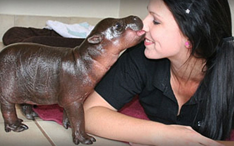 Harry The Pygmy Hippo Gets A New Mommy