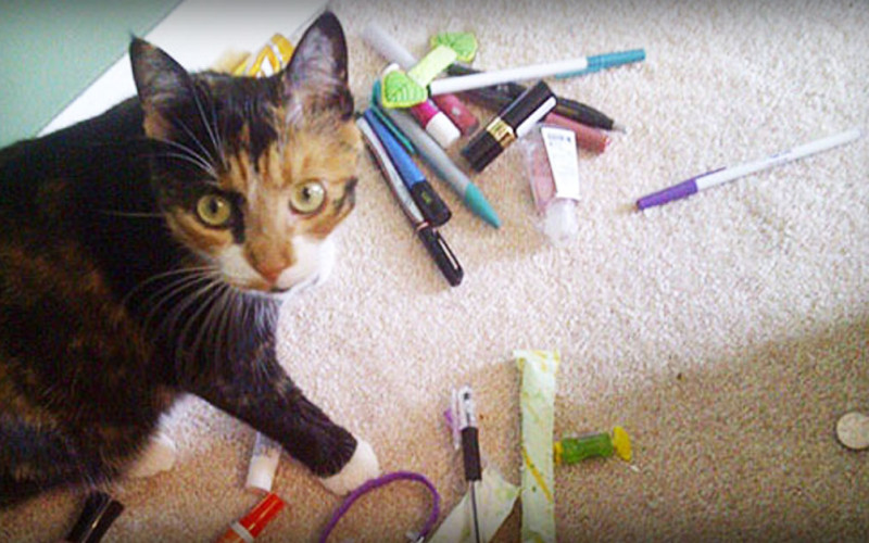 Is Your Cat A Secret Hoarder? See Common Things Cats Collect!