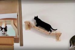 See the Most Amazing “Cat Playground”