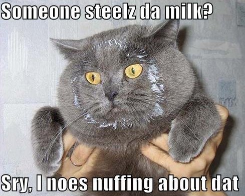 funny_cat_picture9