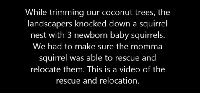 See A Mama Squirrel’s Heroic Efforts To Save Her Babies