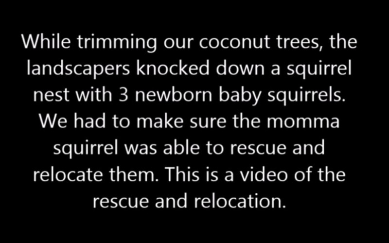 See A Mama Squirrel’s Heroic Efforts To Save Her Babies