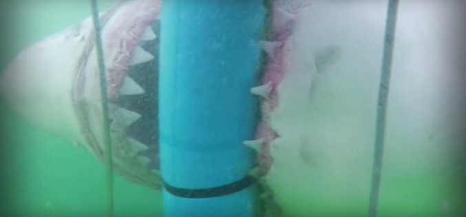 Gigantic Great White Shark Attacks Divers