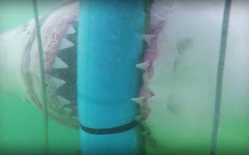 Gigantic Great White Shark Attacks Divers