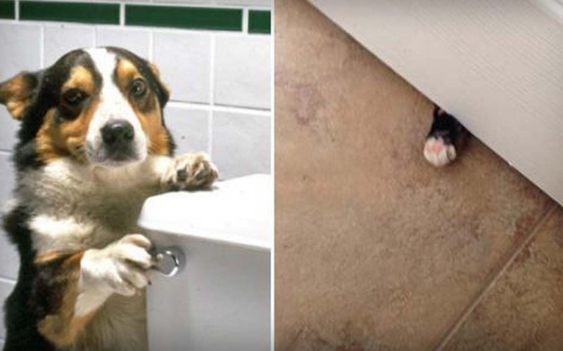 Animals Have No Idea What “Privacy” Means