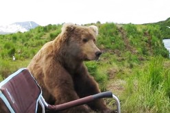 An Alaskan Brown Bear Sits Down Next To Camper To Enjoy The View