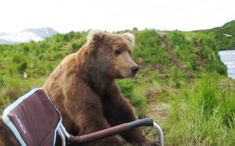 An Alaskan Brown Bear Sits Down Next To Camper To Enjoy The View