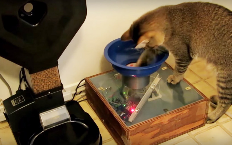 Guy Builds Cat Feeding Machine That Requires The Kitty To Hunt For The Food