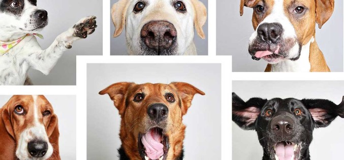 Woman Creates Hilarious Photo Booth Pictures To Help Get Dogs Adopted