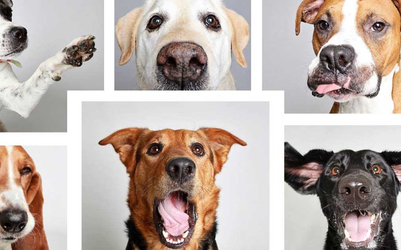 Woman Creates Hilarious Photo Booth Pictures To Help Get Dogs Adopted