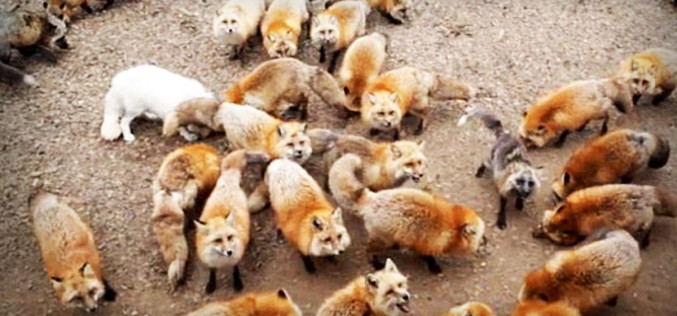 Fox Village: A Sanctuary To Over 100 Free-Roaming Foxes