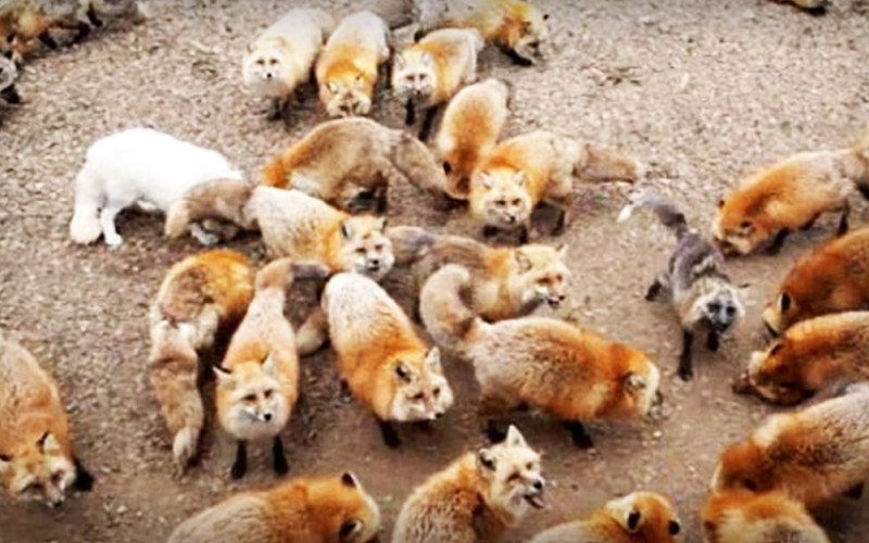 Fox Village: A Sanctuary To Over 100 Free-Roaming Foxes