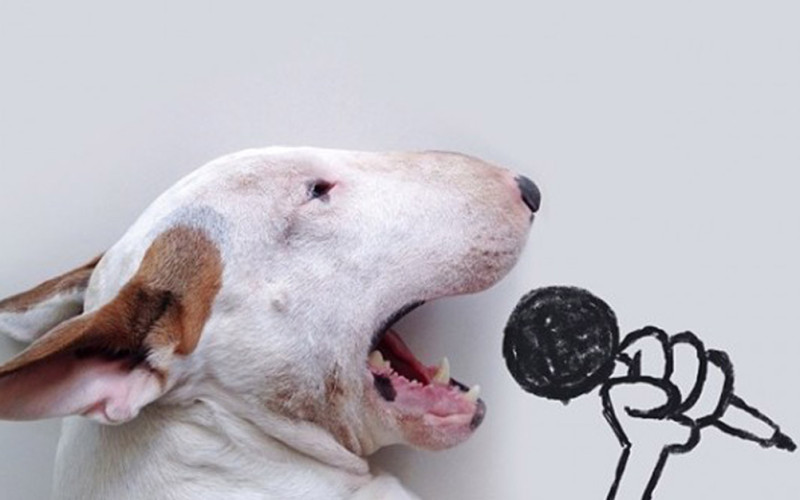 Artist Creates Fun Illustrations With His Dog— Jimmy Choo