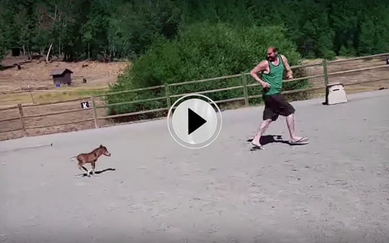 A Baby Miniature Horse Follows His Owner Everywhere