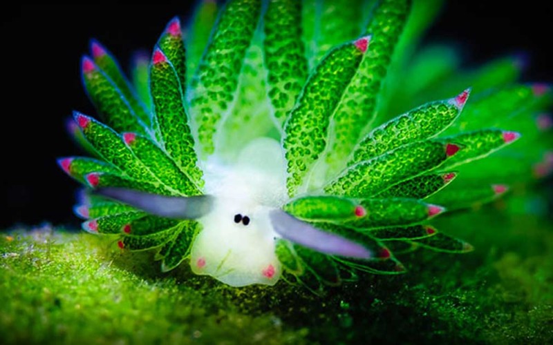 Amazing Sea Slug Runs On Solar Power And Looks Like A Tiny Sheep