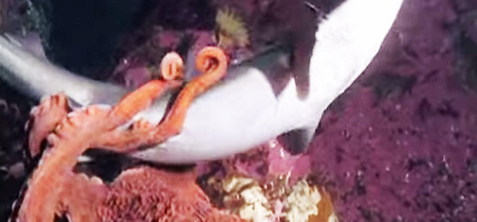 Octopus Takes Down A Shark