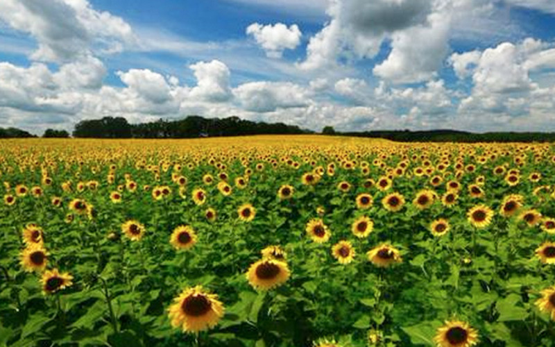 Wisconsin Man Plants 4-Mile Stretch of Sunflowers in Tribute to Late Wife