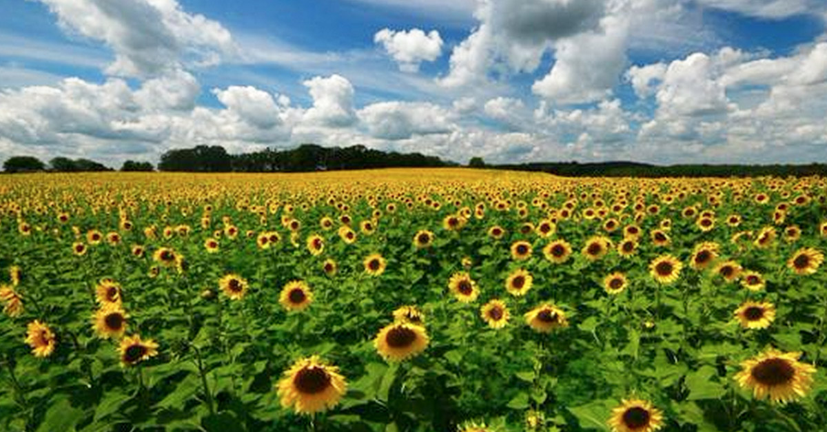 A 'field of her dreams': Man plants thousands of sunflowers to